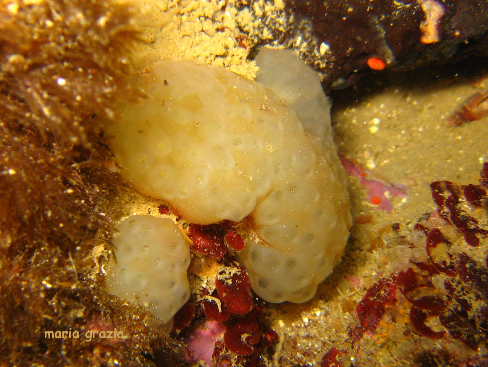 Polycitor adriaticus